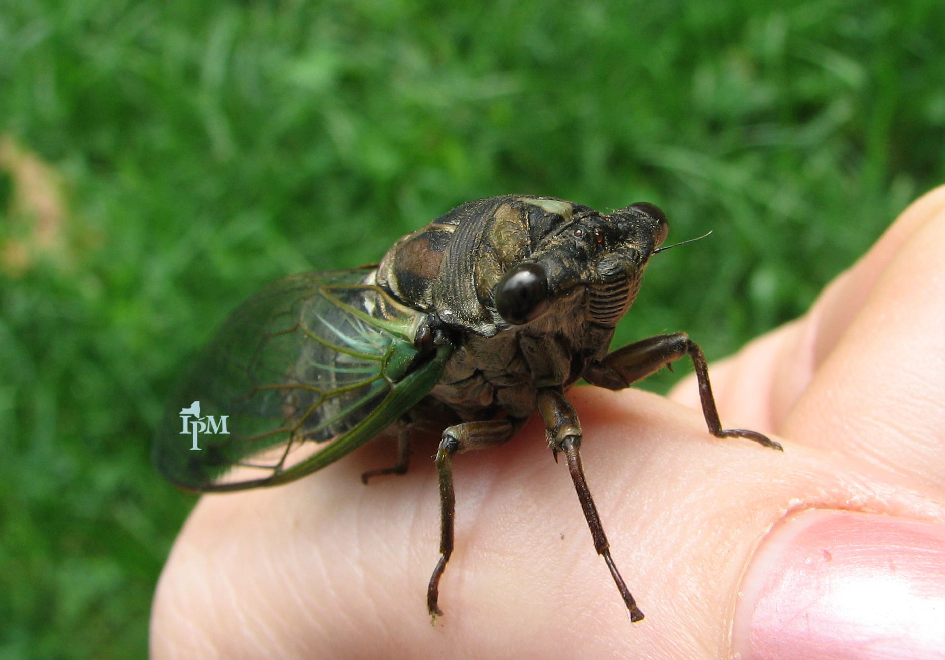 photo of typical, annual cicada