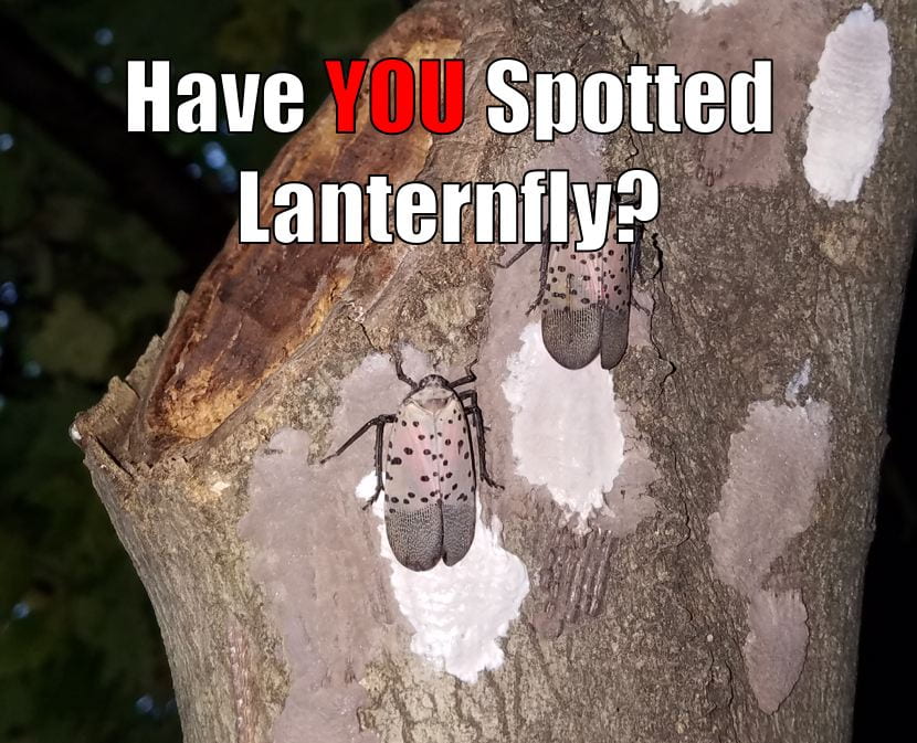 photo of adult lanternfly and egg masses on tree bark
