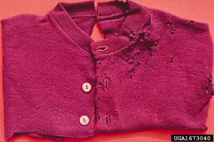 A red cardigan sweater with holes on one side from moth feeding damage.