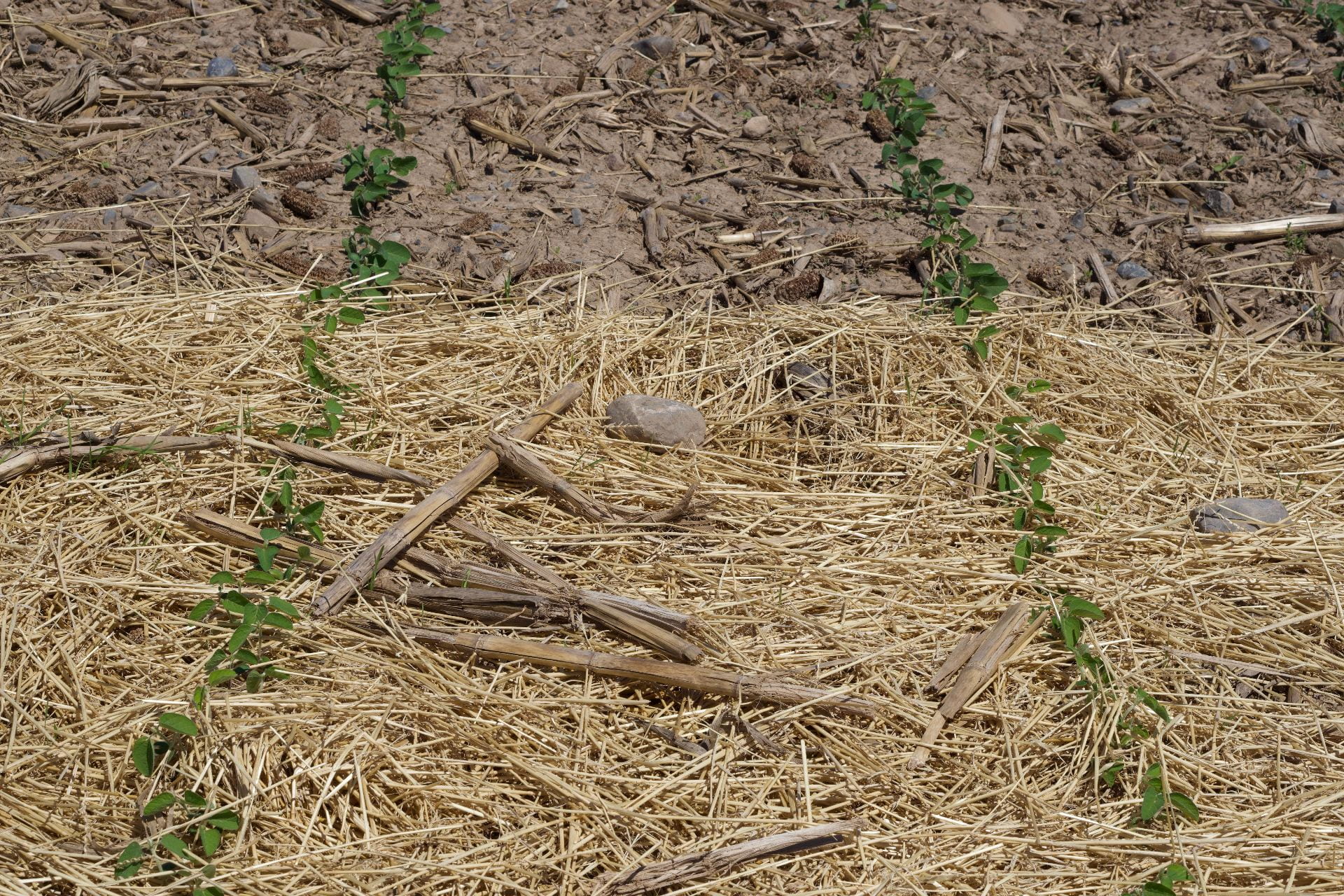 photo of crimped and rolled cover crop in a row of soybean seedlings