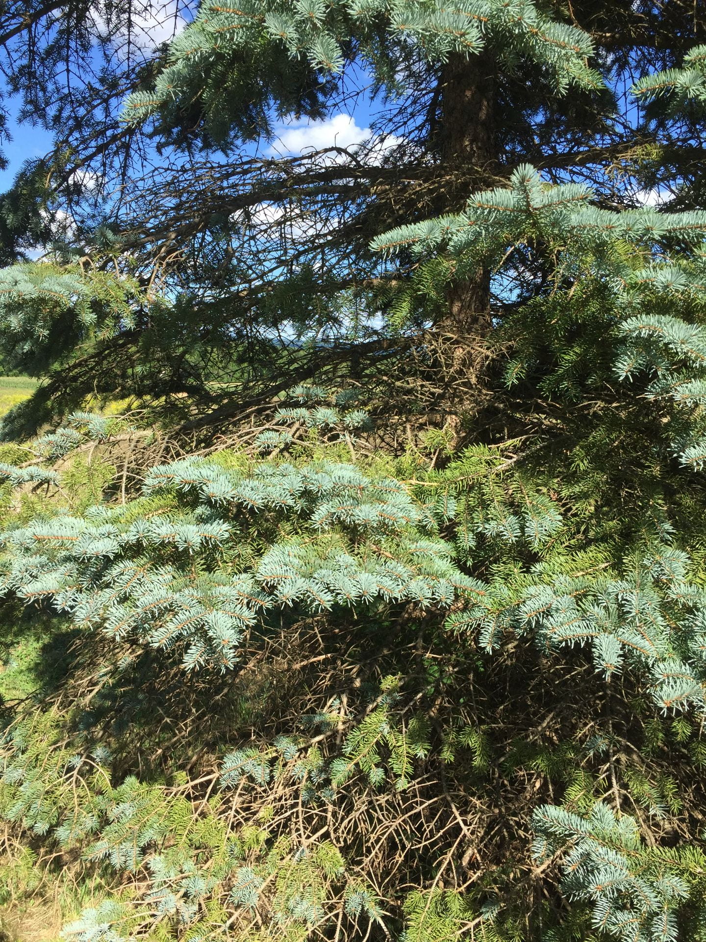 photo shows bare spots in blue spruce tree