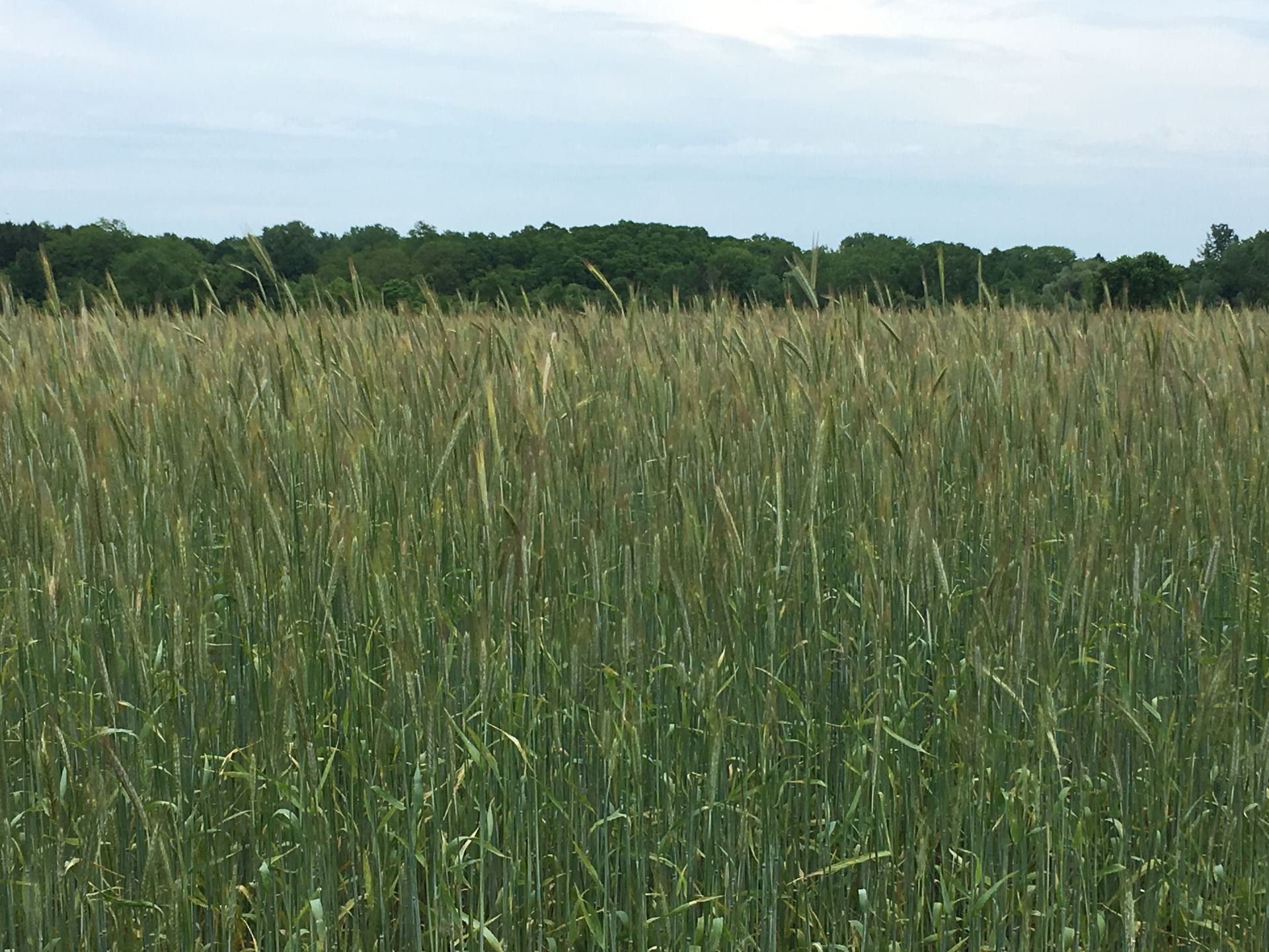 photo of cereal rye grass cover crop