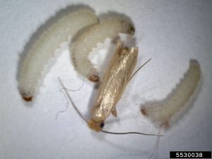 A small tan moth, the webbing clothes moth, with three 5th instar larvae