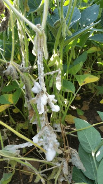 photo of white mold on soybeans
