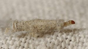 a casemaking clothes moth larva with its head peeking out of the tube-shaped case