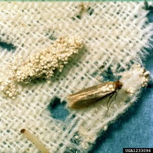 A piece of wool material with one tan colored moth, one pupal case and a larva of the webbing clothes moth.