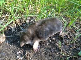 photo of eastern mole with a hairless tail and blunt snout