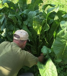 Jonathan Bates sits in front of a large perennial vegetable.