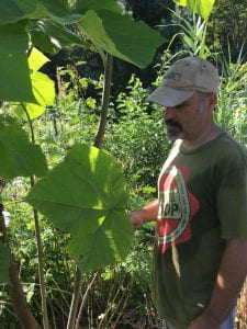 Jonathan Bates holds a large leaf from a Princess Tree
