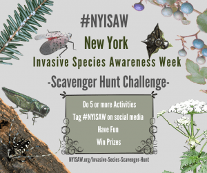 Graphic with white spotes on a hemlock twig, a twig with blue and purple berries, a white flower on a long stalk, a green insect, and a black and white insect on a log with the words #NYISAW New York Invasive Species Awareness Week Scavanger Hunt Challenge do 5 or more Activities Tag #NYISAW on social media Have Fun Win Prizes