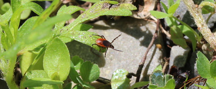 adult blacklegged tick female clinging to a short plant with its two front legs outstretched