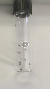 still photo of video with a glass vial with black cap with 10 poppyseed sized ticks crawling in it 