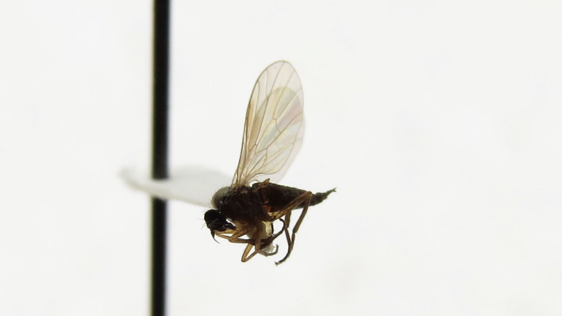 Close-up of a small, dark fly that is "point mounted," or glued to a teardrop shaped piece of cardstock with a pin through the other end.