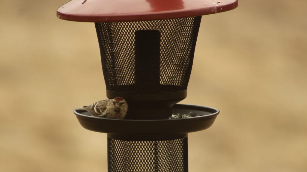 photo of mottle brown bird with a red cap sitting on a black screened bird feeder with a red top