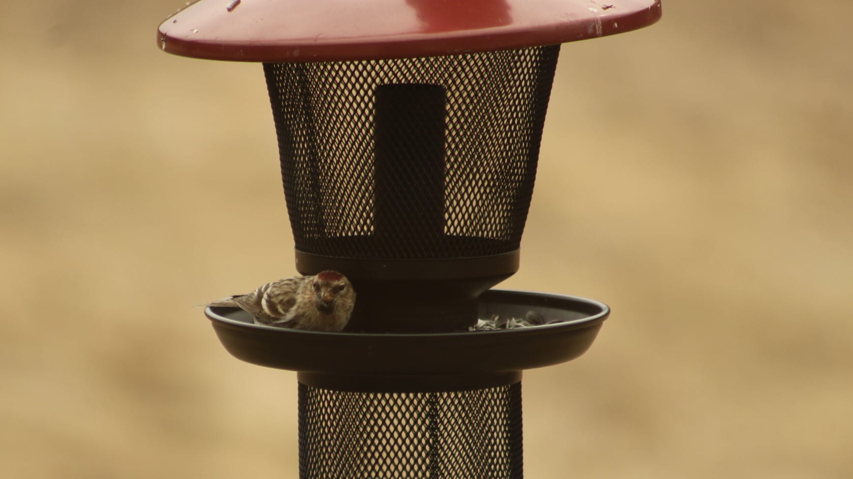 photo of mottle brown bird with a red cap sitting on a black screened bird feeder with a red top