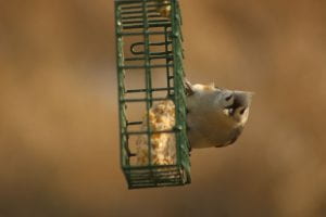 image of green wire cage containing a biege block with yellow chunks with a gray and white bird with food in its mouth looking straight at the camera against a brown background