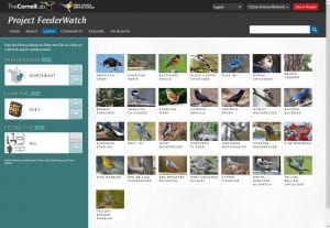 image of Project FeederWatch webpage with filters on the lefthand side labeled Winter Region, Food Type and Feeder Type with thumbnail images of birds in the right 2/3 of screen