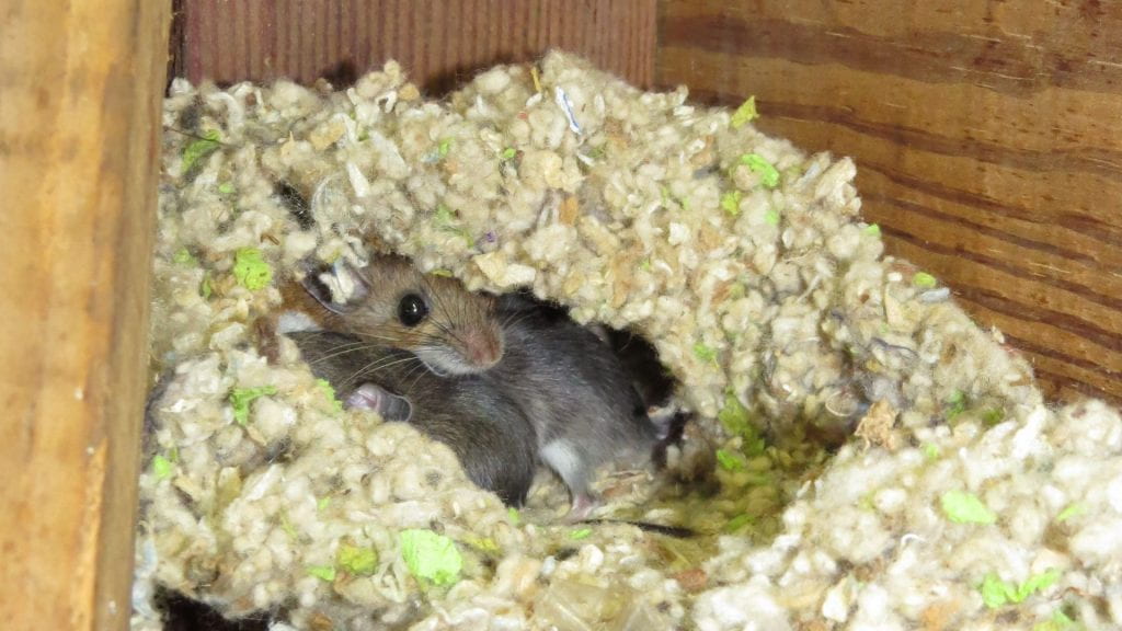 picture of the face of a brown mouse over the curled up bodies of two gray mice nested within yellow/green insulation between wooden joists