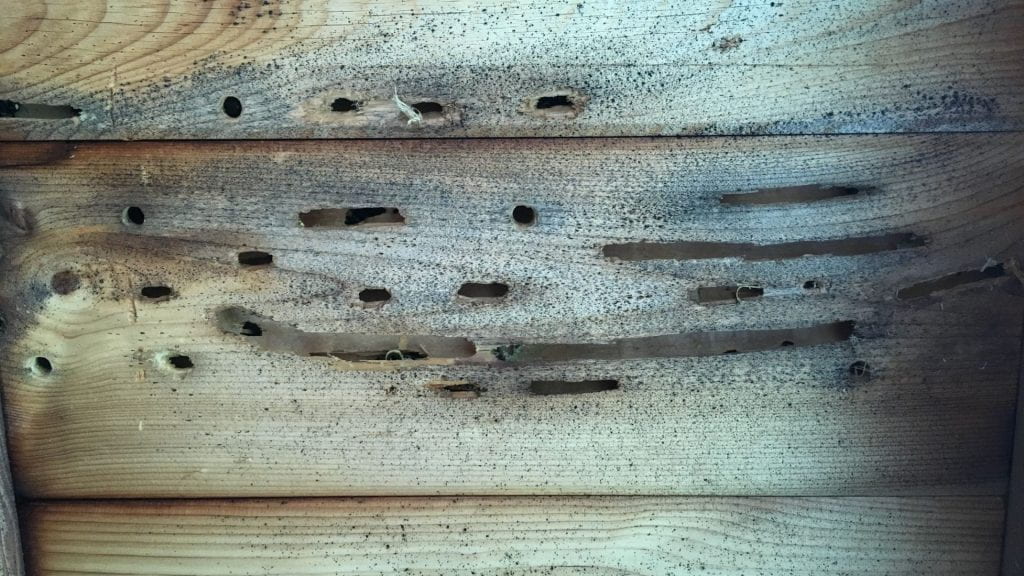 photo of 3 beige, grained wooden beams with circular and long, thin holes in the wood.