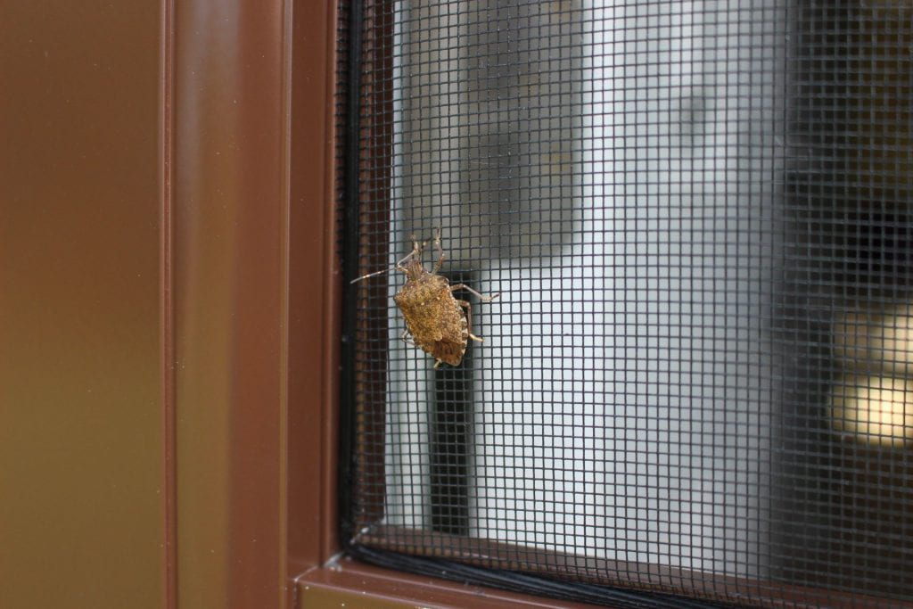 mottled brown shield-shaped insect on window screen set in a brown metal door