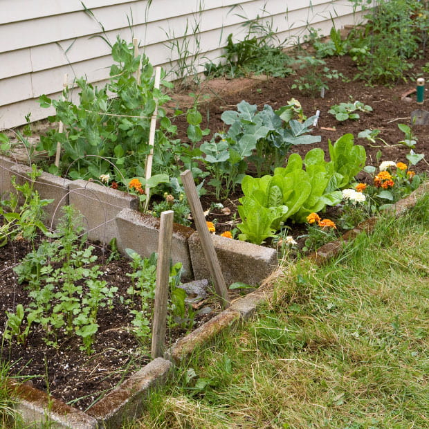 vegetable garden
