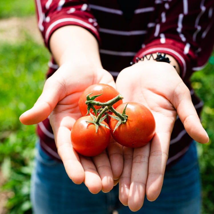 hands holding tomatoes
