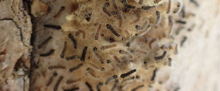 Spongy moths hatching