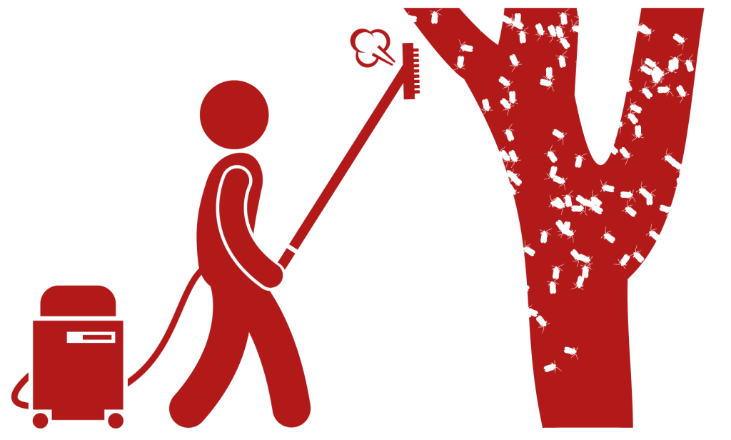 illustration of a person vacuuming spotted lanternflies off of a tree.