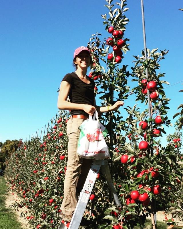 Woman standing on ladder picking apples