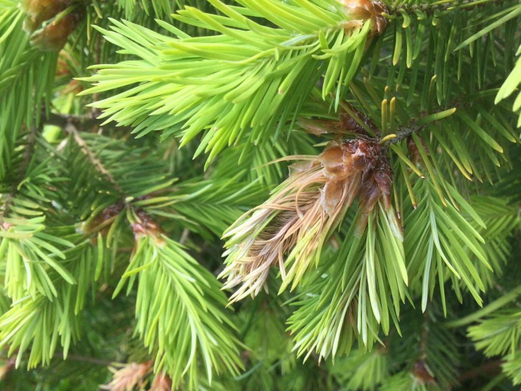 Closeup of frost damaged pine needles. 
