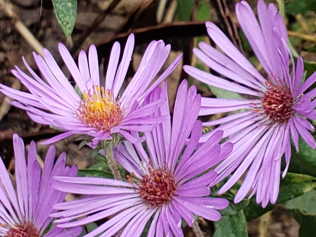 Four purple flowers of a New England aster up close.