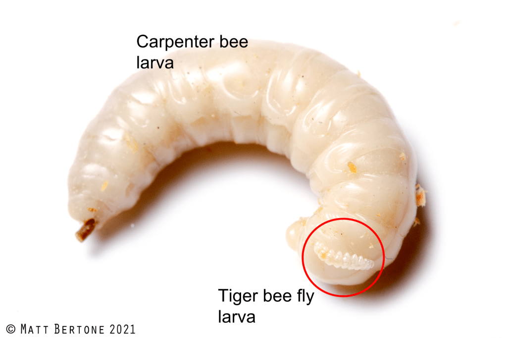 On a white background we see a carpenter bee larva, which looks like a large maggot, hosting a tiger bee fly larva, which looks like a tiny maggot with a crinkle cut French fry shape. This shows the size difference when tiger bee fly larvae first begin to feed on their prey.