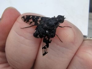 A mostly black, inch long fly with black and clear wings sitting on a person's hand.