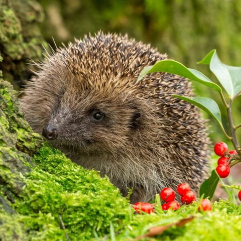 Hedgehog, wild, native, European hedgehog in natural woodland habitat peeping over a tree stump with green moss and red holly berries.