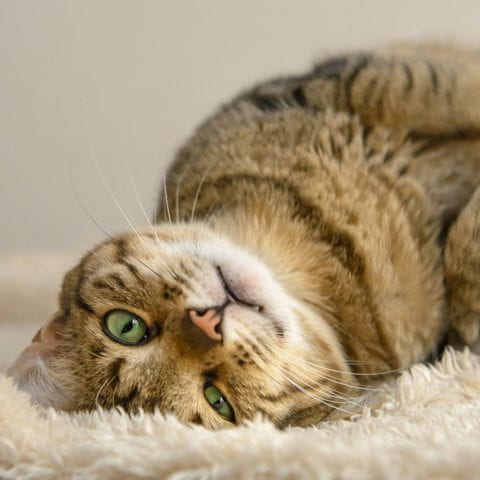 lazy cat lying on the carpet