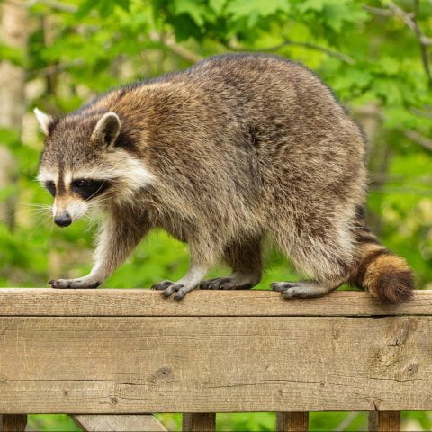 Mother raccoon perched on wooden deck railing in the sun against a green leafy background in Oak Mountain, New Brunswick.