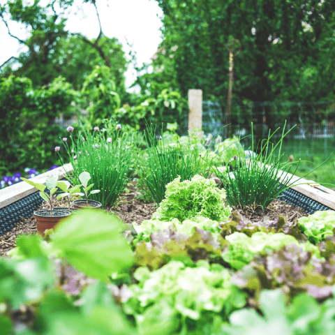 home vegetable garden