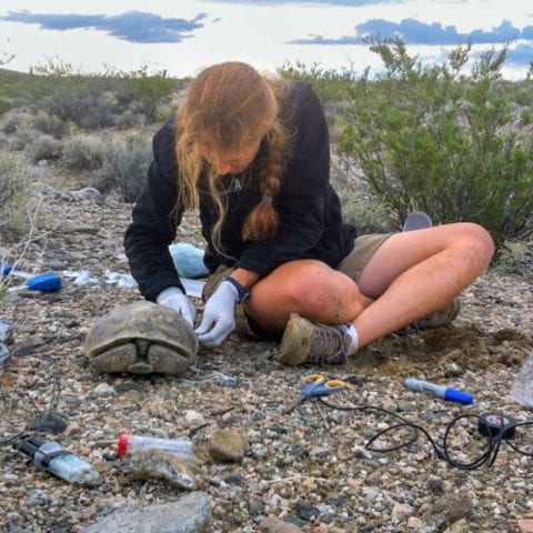 Biologist Brenda Hanley attaches a transmitter to a free-ranging desert tortoise.