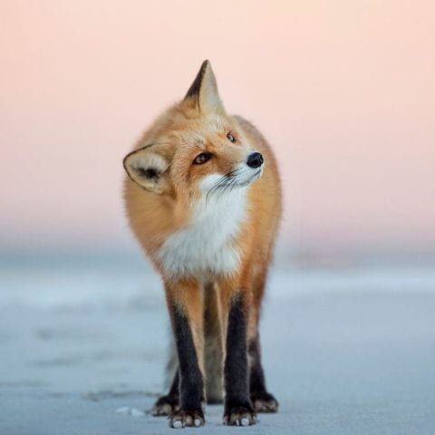 A Red Fox turns its head to the side as it stands on the beach