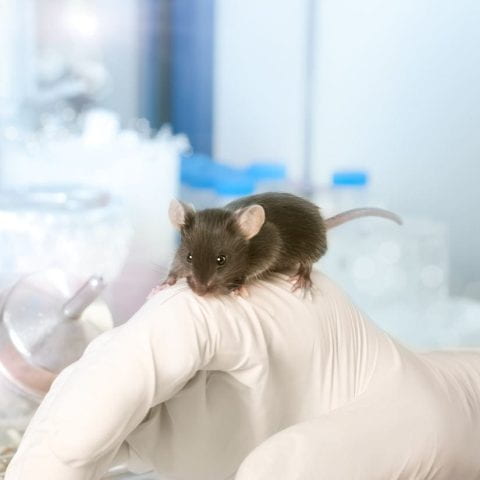Dark laboratory mouse sits on gloved male hand