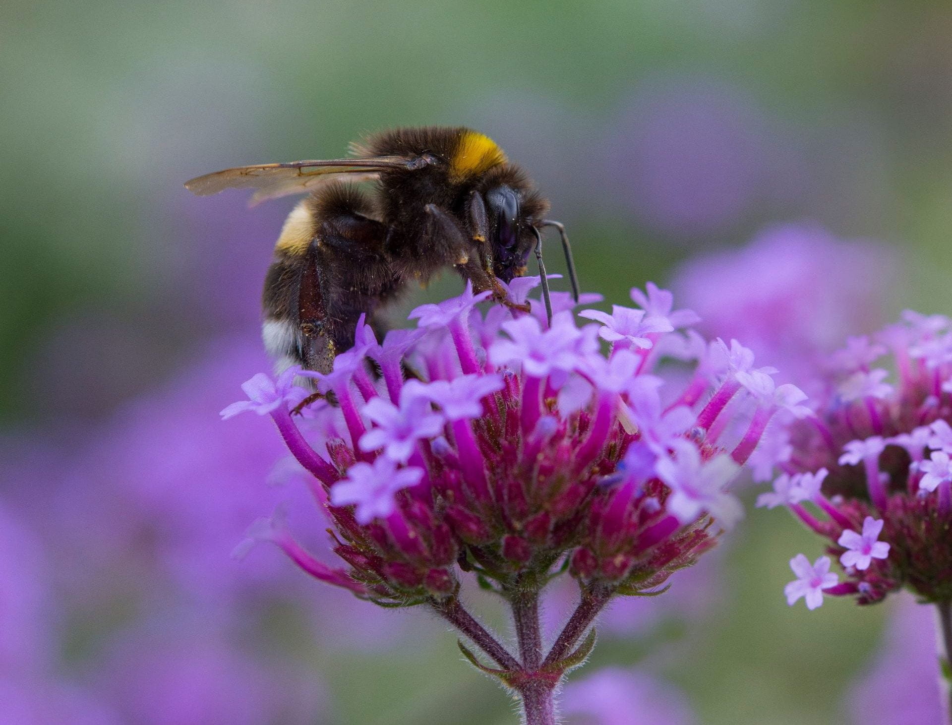 bumblebee on garden flower