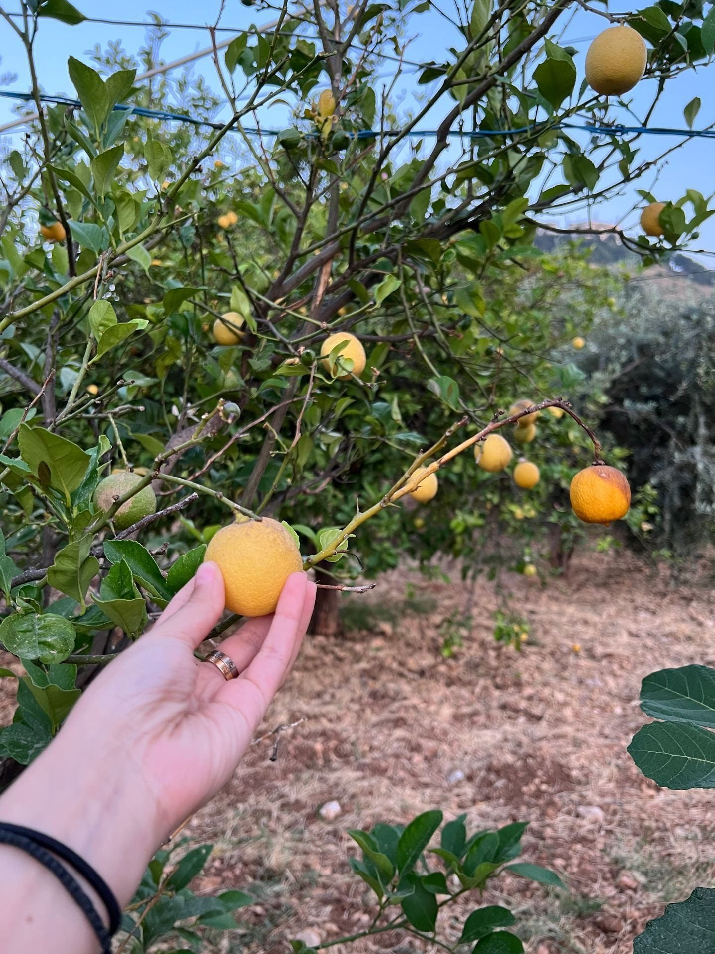 Julia Metri picking lemons in Lebanon