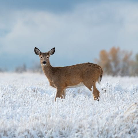 White-tailed deer in a snowy field