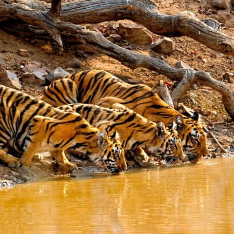 An endangered tiger mother and cubs quench their thirst in India.