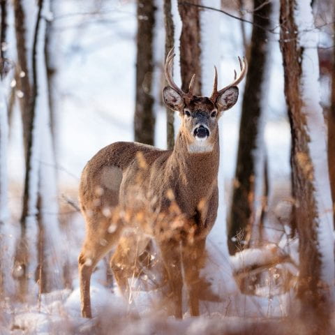 A buck in the early winter woods