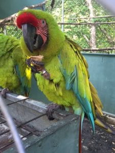 A Great green macaw chowing down on a homemade treat containing anti-parasite treatment.