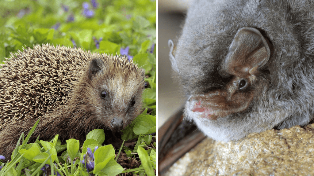 European hedgehog and Miniopterus schreibersii (Photo credit: wikimedia commons and batslife.eu)
