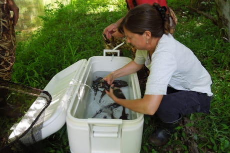 Elizabeth Bunting examines captive-reared hellbender salamanders that are being released as part of a NYSDEC project to boost the population in New York. Nicole Dean.