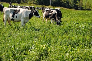 Students can take on-line courses through the Dairy Grazing Apprentice Program.