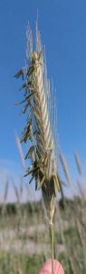 Rye anthesis at 69 of Zadok's scale of development.